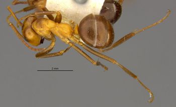 Media type: image;   Entomology 8888 Aspect: habitus dorsal view